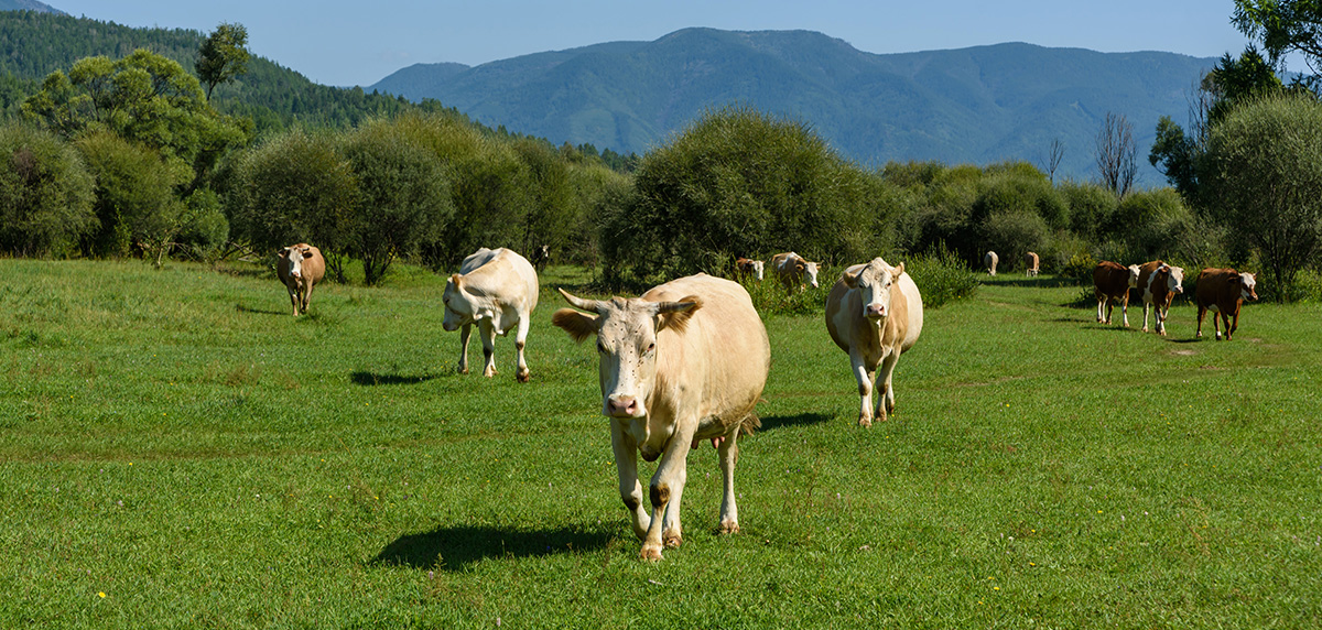 Vacuno en el campo